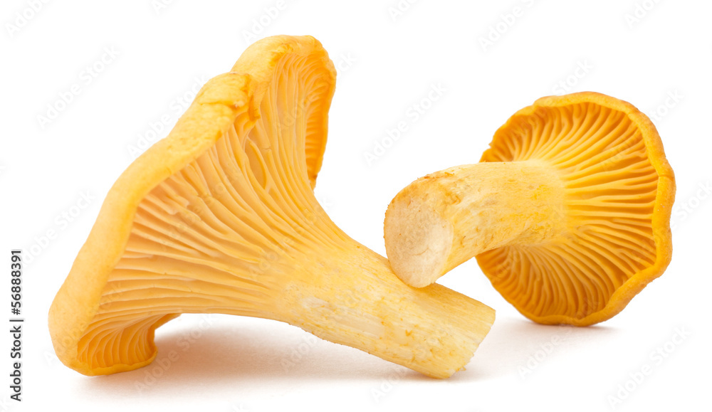 Fototapeta premium Yellow chanterelle isolated on white background