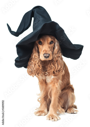 Obraz na płótnie dog sitting in a witches hat