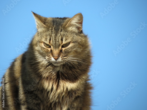 grey tabby cat