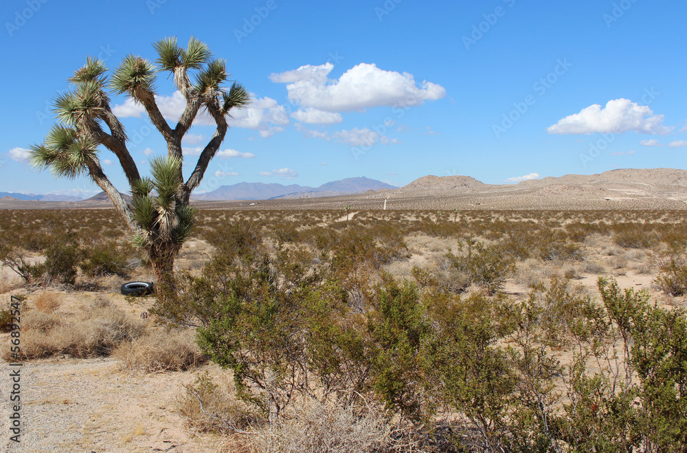 Albero di Yucca nel deserto, California