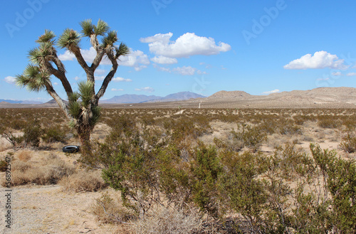 Albero di Yucca nel deserto, California