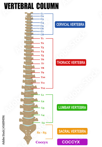 Vertebral column