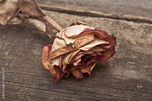 Single dried rose on old wooden background. Vintage style.
