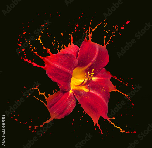 red flower splashes