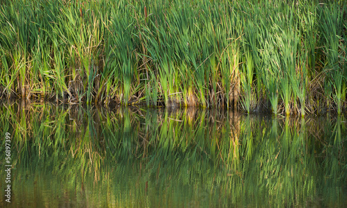 green reeds