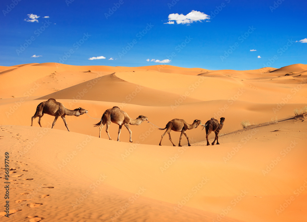 Camel caravan in the Sahara desert, Morocco - obrazy, fototapety, plakaty 