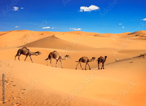 Camel caravan in the Sahara desert, Morocco