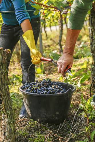 Arbeit im Weinberg