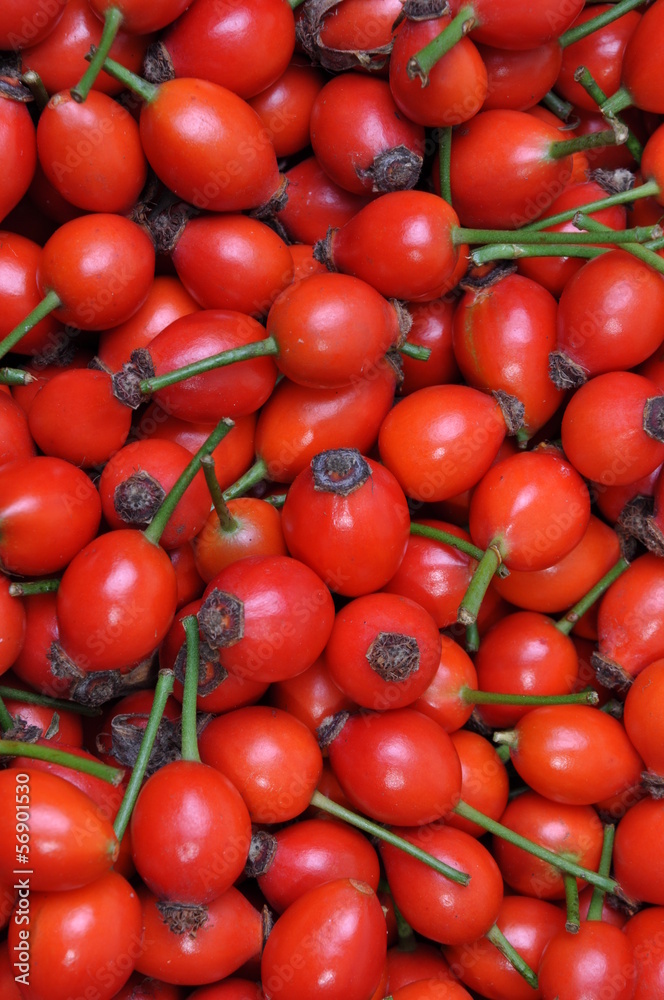 Rose hip fruits as a background