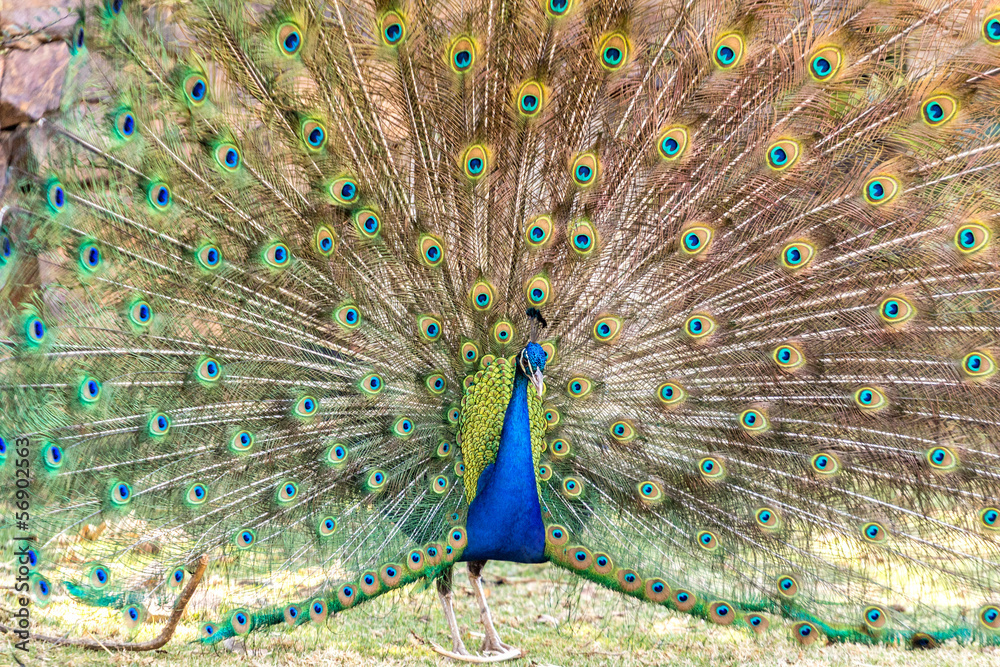 Obraz premium Peacock