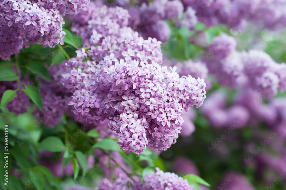 Obraz premium Branch of lilac flowers