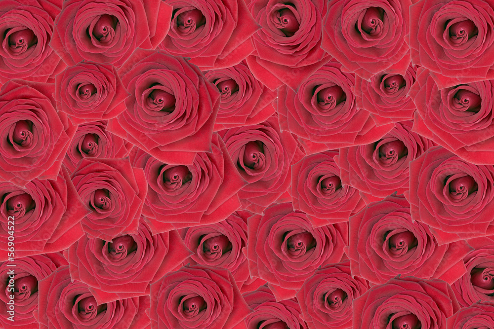 Rosen Hintergrund