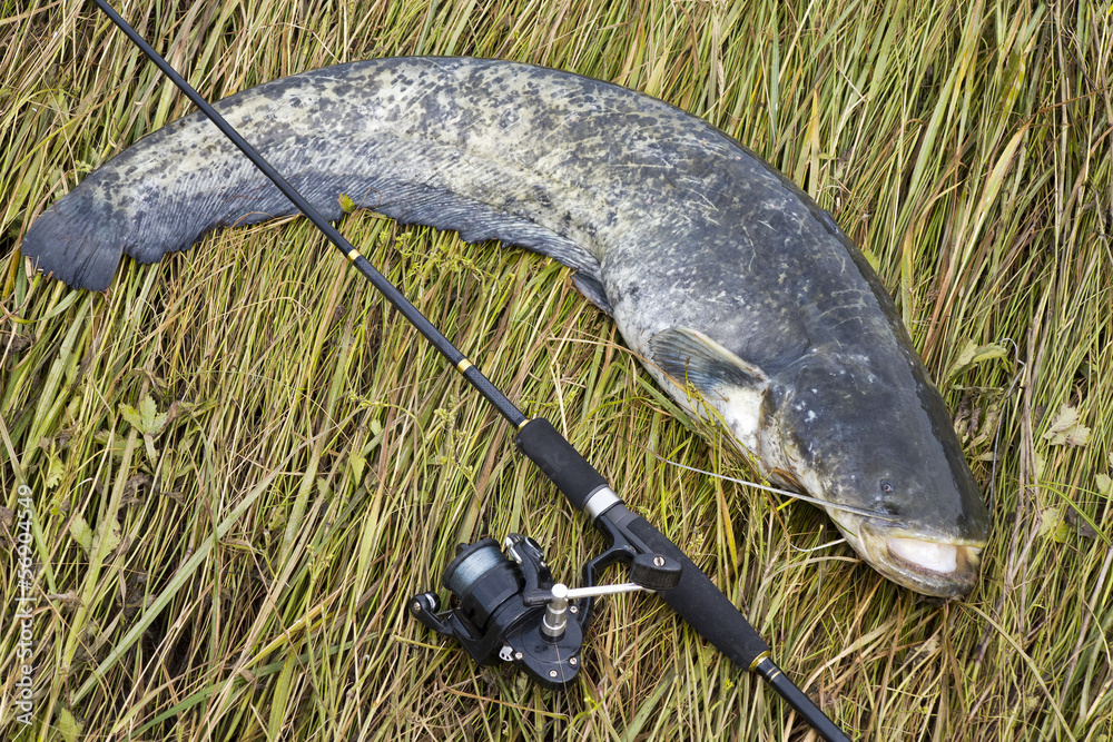 catfish after fight on the gras with fishing rod Stock Photo