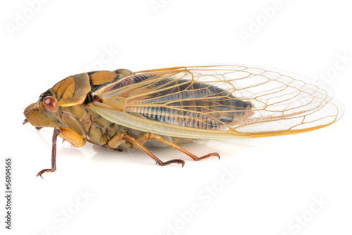 Cicada insect isolated on a white background. © andrewburgess