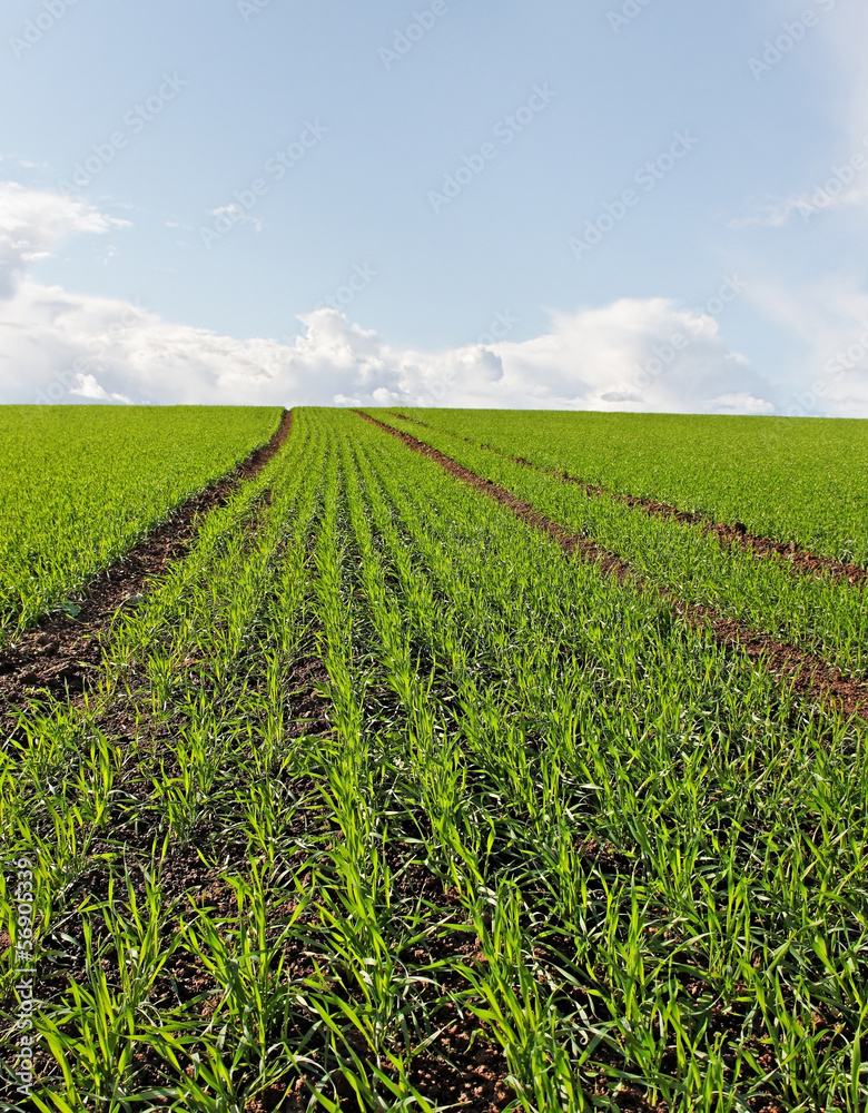 Wheat field. Wheat field.