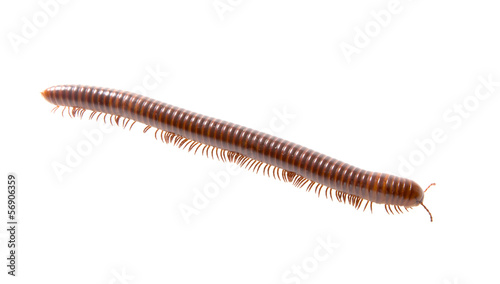 Mature millipede isolated on white background.
