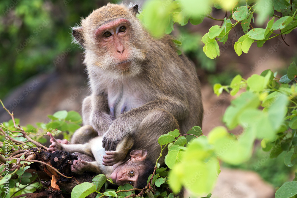 Fototapeta premium Affe, Mutter mit Baby