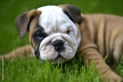 English Bulldog,bouldogue anglais