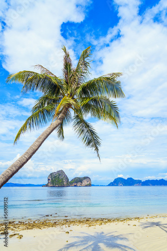 Coconut tree and beach at Ngai Island, an island in the Andaman