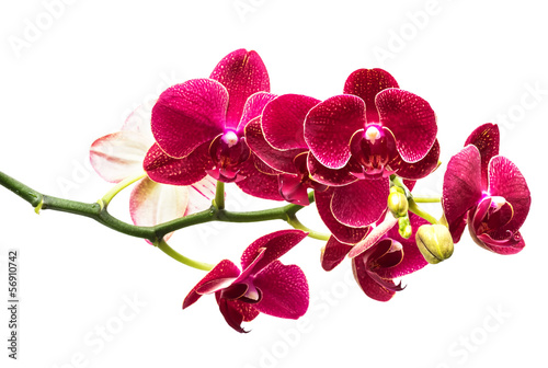 Fototapeta Naklejka Na Ścianę i Meble -  Red orchid on a white background