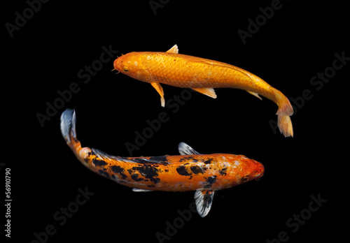 Koi Fancy carp