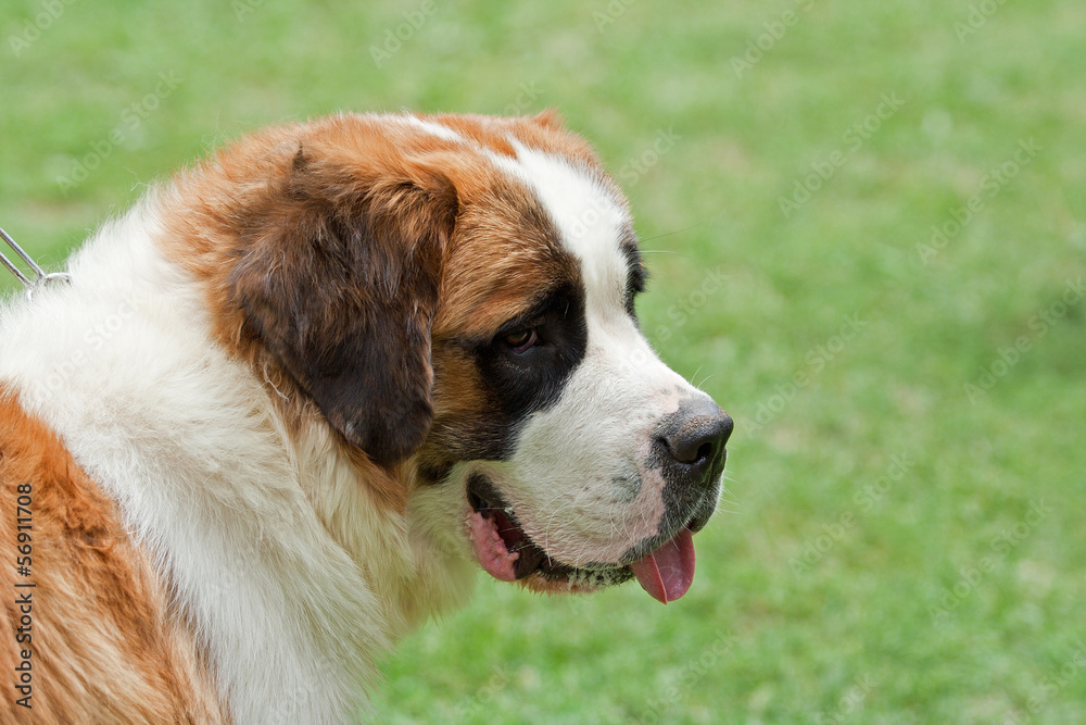 Dog Saint Bernard