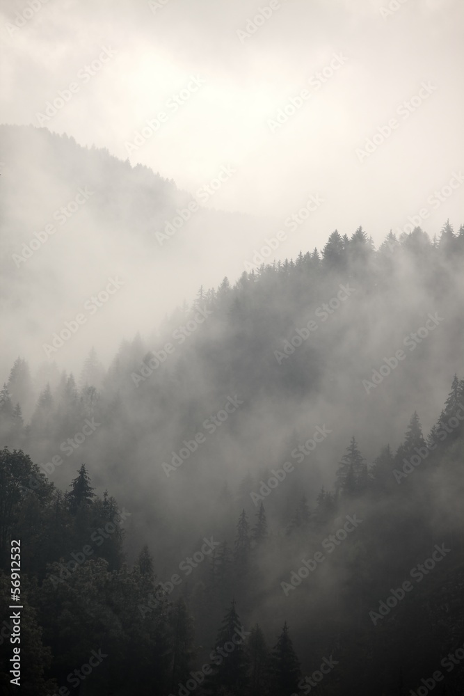 Foggy forest