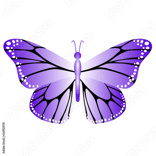 a colorful and bright butterfly in flight