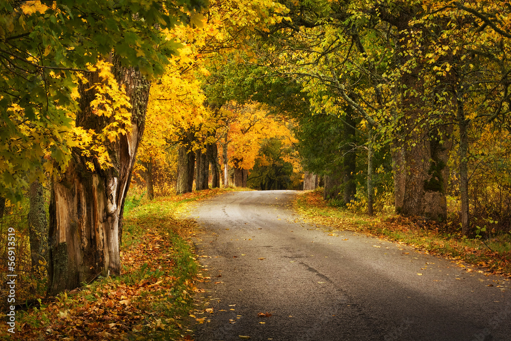 autumn road