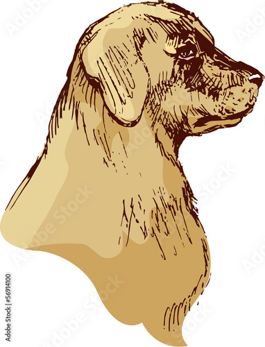 Dog head - bloodhound hand drawn illustration - sketch in vintag