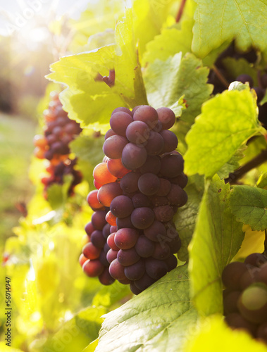 Rote Weinreben