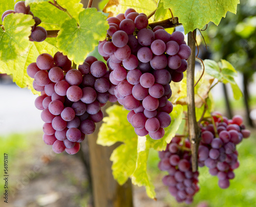 Rote Weinreben