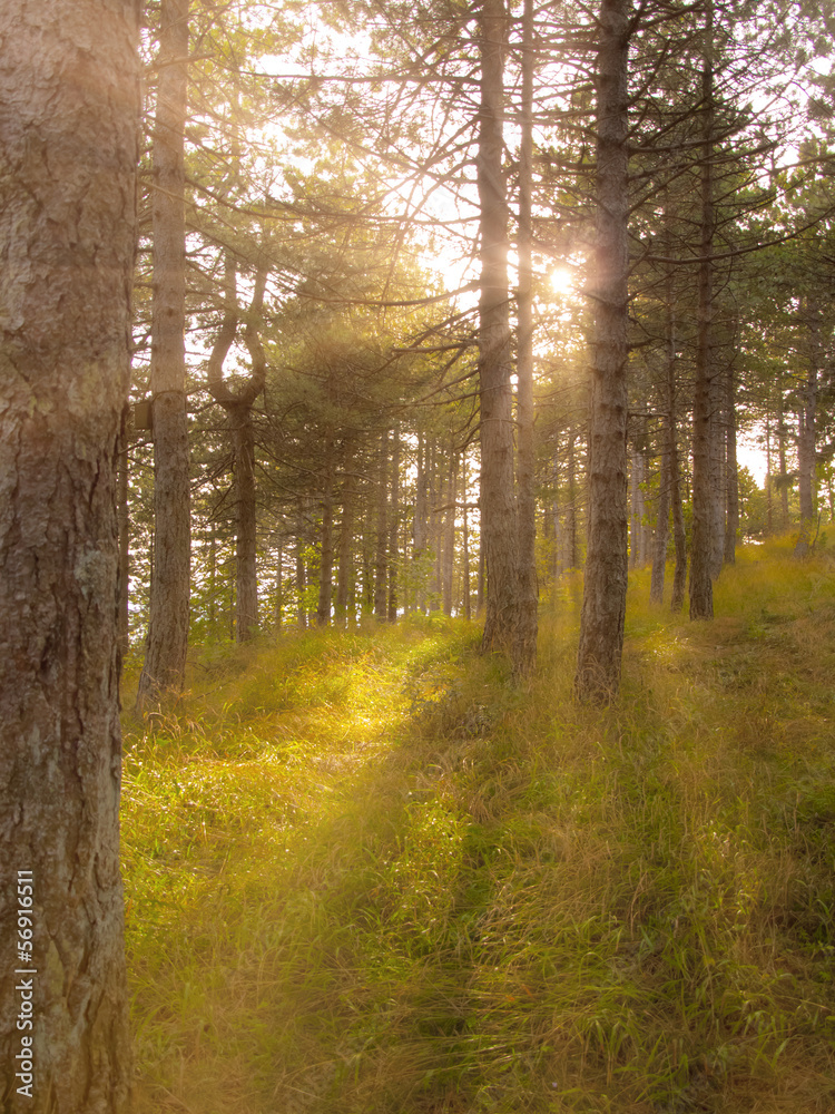 Fototapeta premium Tramonto in ottobre