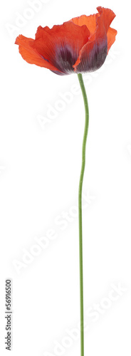Fototapeta Naklejka Na Ścianę i Meble -  poppy