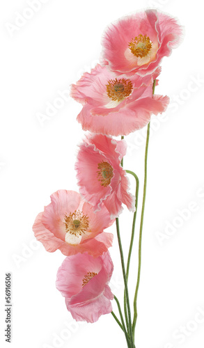 Fototapeta Naklejka Na Ścianę i Meble -  poppy