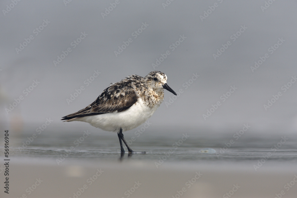 Sanderling, Calidris alba Sanderling, Calidris alba