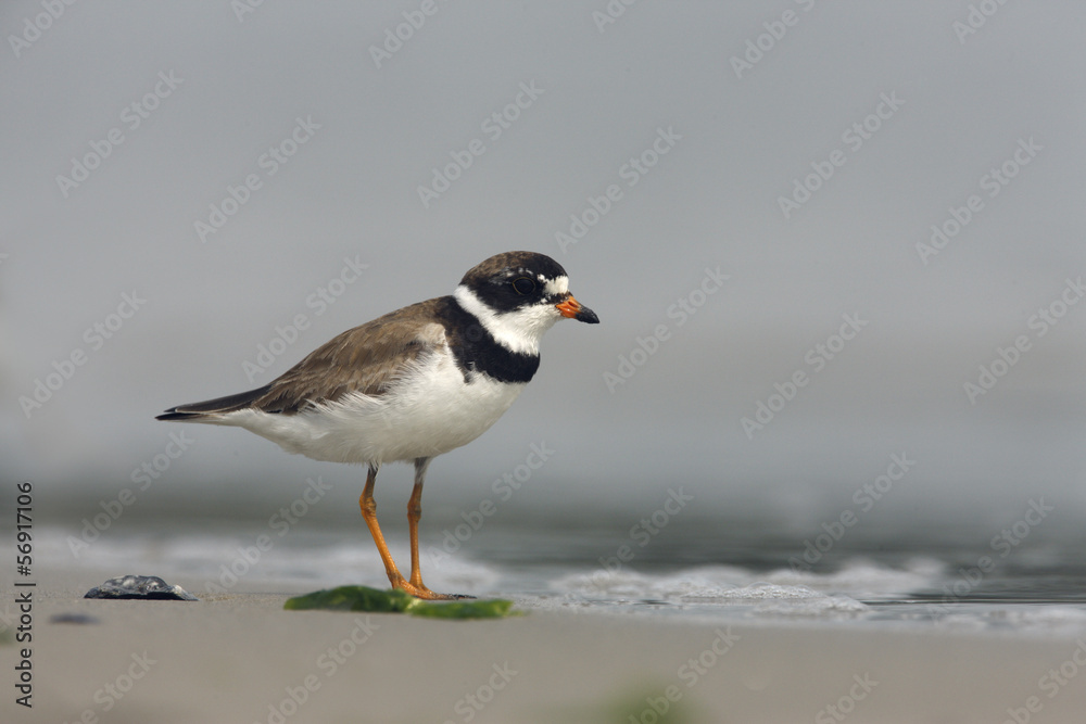 Semipalmated plover, Charadrius semipalmatus, Semipalmated plover, Charadrius semipalmatus,