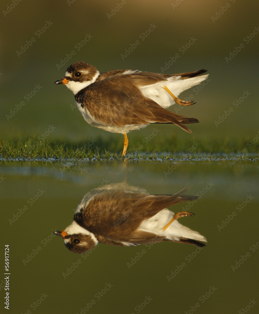 Fototapeta premium Semipalmated plover, Charadrius semipalmatus