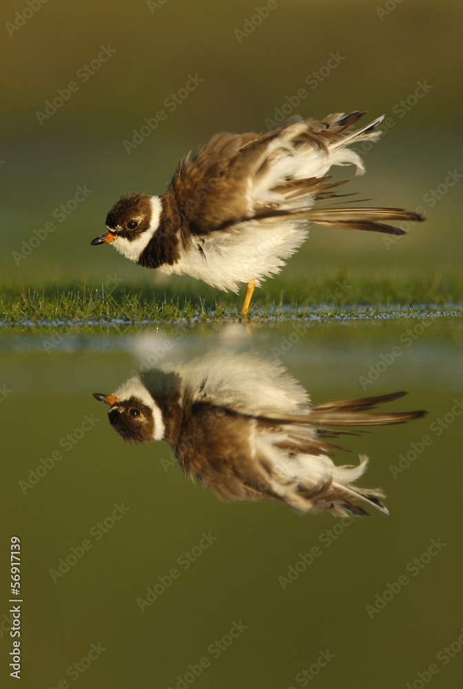 Fototapeta premium Semipalmated plover, Charadrius semipalmatus