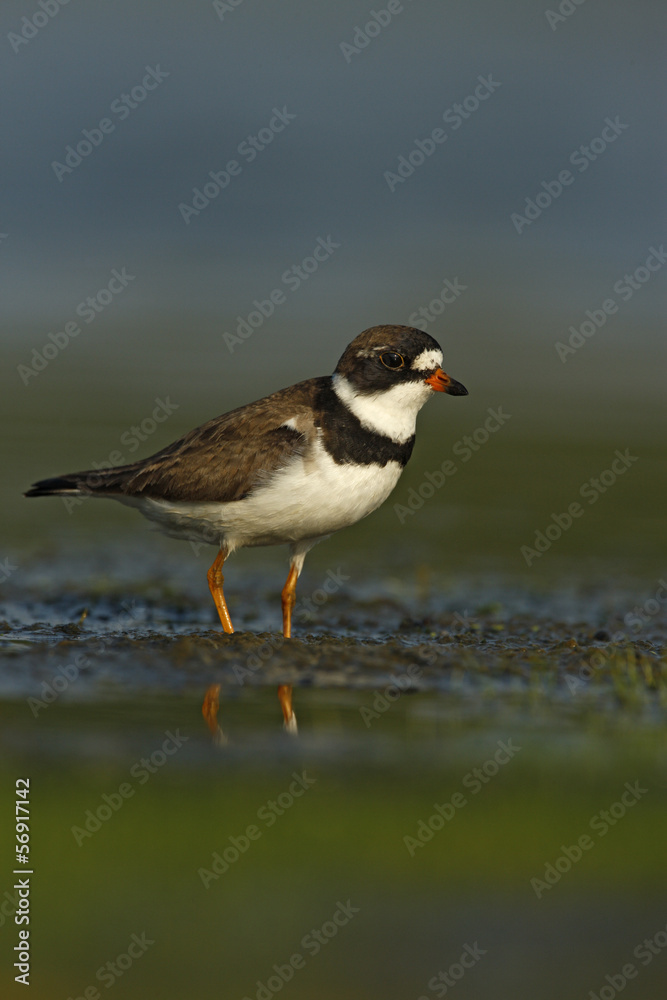 Semipalmated plover, Charadrius semipalmatus, Semipalmated plover, Charadrius semipalmatus,