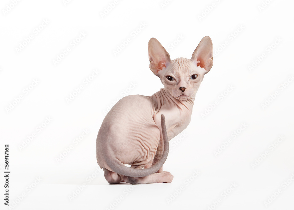 Don sphynx kitten on white background