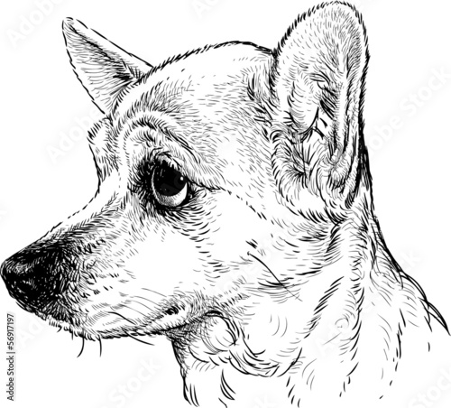 amusing dog