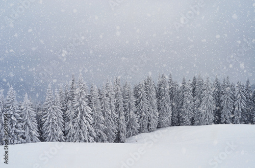 Mountain forest in winter