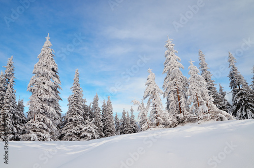 Pine Forest in Winter