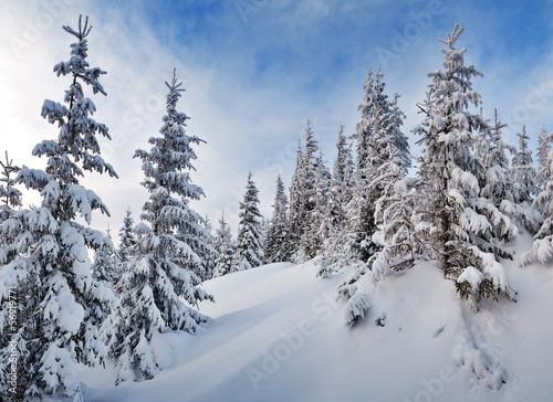 Fir forest under snow