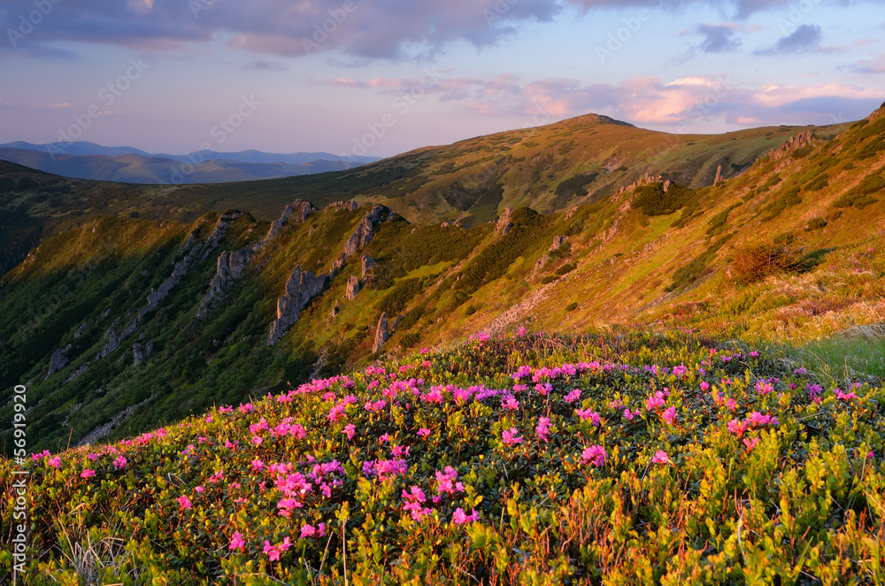 Obraz premium Blooming valley