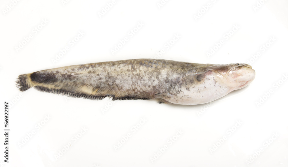 catfish on a white background catfish on a white background