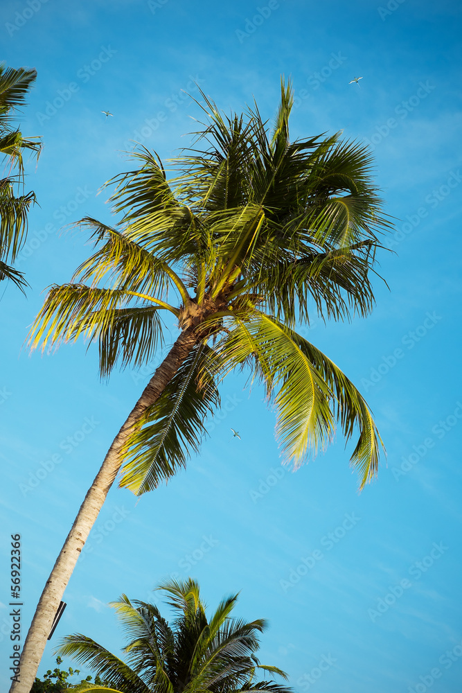 Palm tree on a background of blue sky
