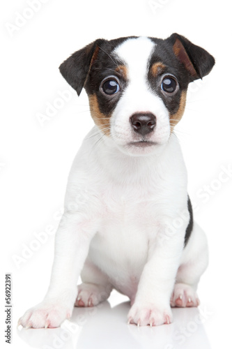 Jack Russell terrier puppy