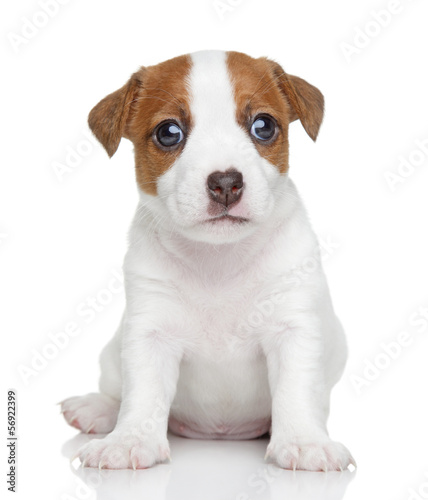 Jack Russell puppy. Portrait © jagodka